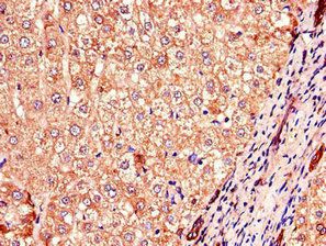COMMD1 Antibody