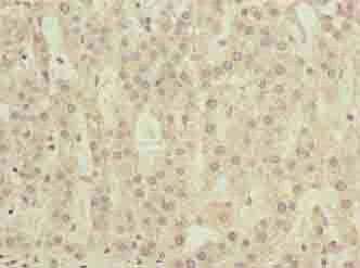 COMMD2 Antibody