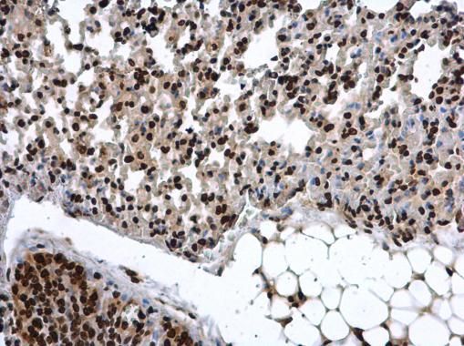 COMMD7 antibody