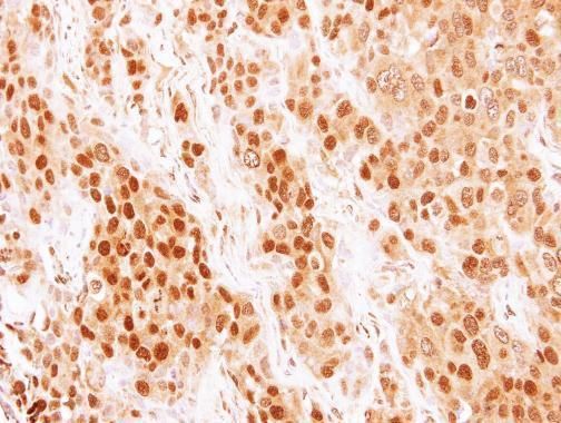 COMMD7 antibody