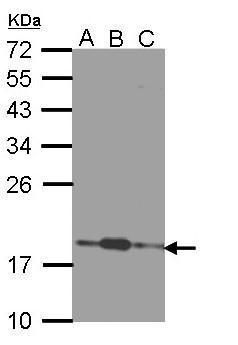 COMM domain containing 7 Antibody