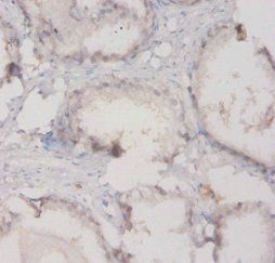 C3 Antibody