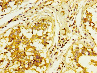 C3 Antibody
