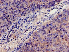 C3 Antibody