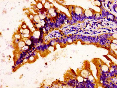 Complement C1q tumor necrosis factor-related protein 3 antibody