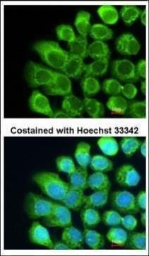 C2 / C2a antibody [N3C3]