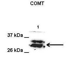 COMT antibody