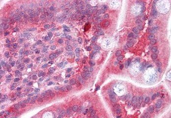 Goat anti-COMT (internal) Antibody