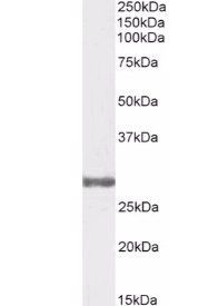 Goat anti-COMT (internal) Antibody