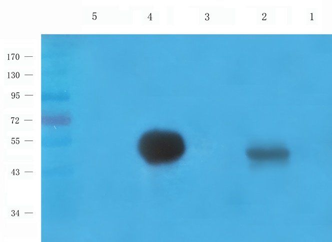 Connexin 40 antibody