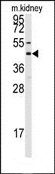 Connexin 50 antibody