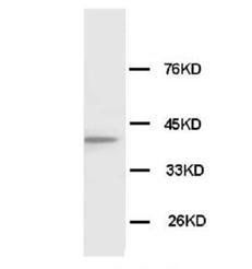 Connexin 43/GJA1 Antibody