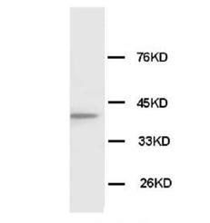 Anti-Connexin 43/GJA1 Antibody
