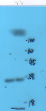 Connexin 26 Rabbit Polyclonal Antibody