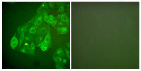 Connexin 43 antibody