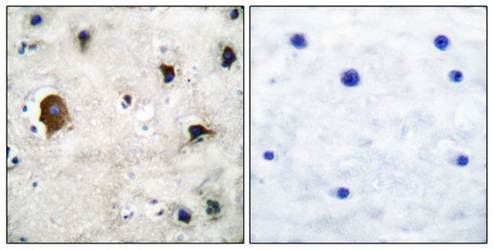 Connexin 43 antibody