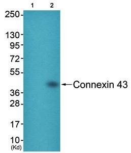 Connexin 43 antibody
