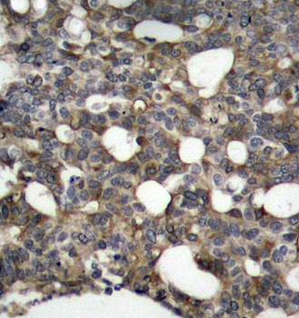 Connexin 43 Rabbit Polyclonal Antibody