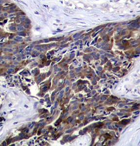 Connexin 43 (phospho-Ser368) Antibody
