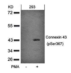 Connexin 43 (phospho-Ser368) Antibody