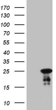 NR1I3 Antibody