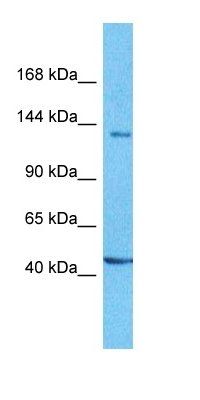 COPA antibody