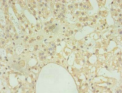 COPB1 Antibody