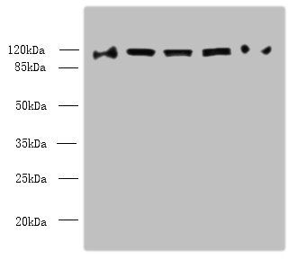 COPB1 antibody