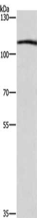 COPB1 antibody