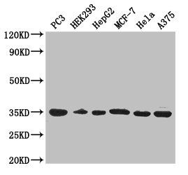 COPE antibody