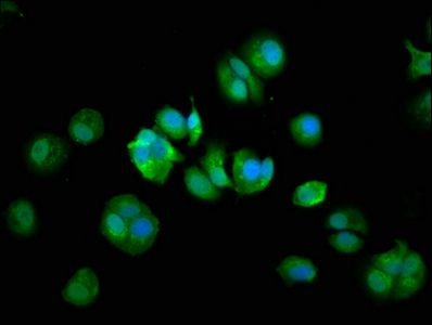 COPG2 Antibody