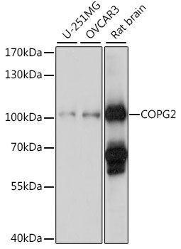COPG2 antibody