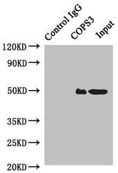 COPS3 Antibody