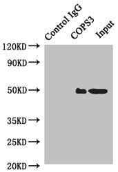 COPS3 antibody