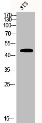 COPS3 Antibody