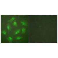 COPS3 Antibody