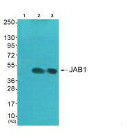 COPS3 Antibody
