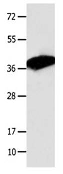 COPS5 Antibody