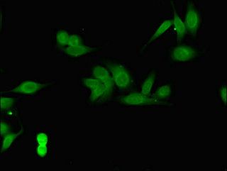 COPS7B Antibody