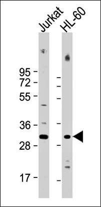 COPS7B antibody