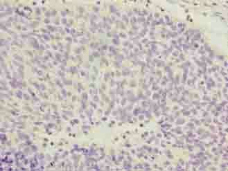 COPZ1 antibody