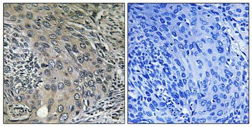 COPZ1 Antibody