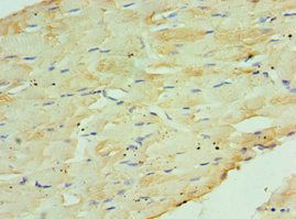 COQ7 Antibody