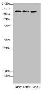 CORIN antibody