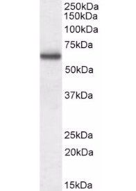 Goat anti-Coronin 1 / TACO Antibody