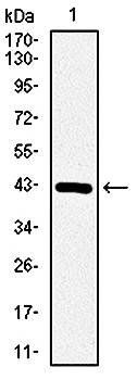 COTL1 Antibody