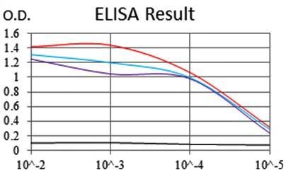 COTL1 Antibody