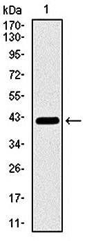 COTL1 Antibody