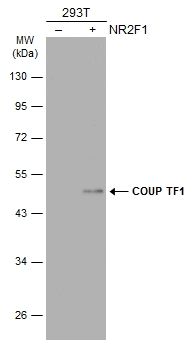 COUP TF1 antibody