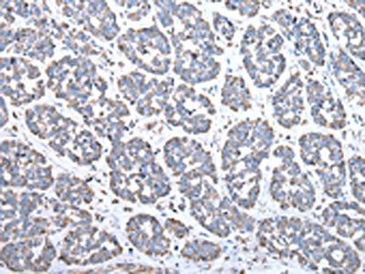 COX IV antibody